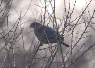 Red-billed Pigeon