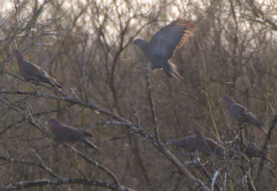 Red-billed Pigeon