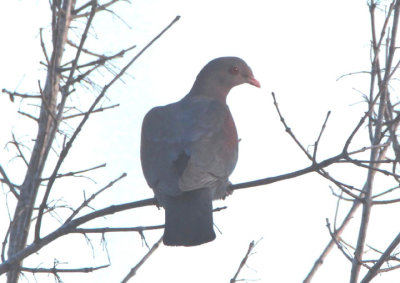 Red-billed Pigeon 