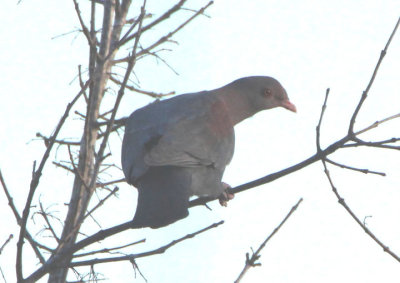 Red-billed Pigeon 