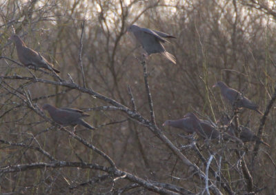 Red-billed Pigeons 