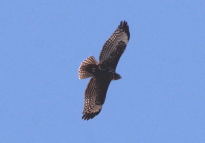 Red-tailed Hawk; juvenile dark morph