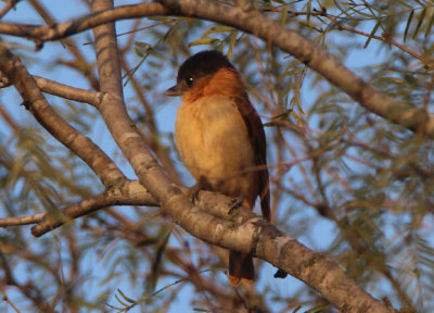 Rose-throated Becard; female