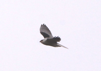 White-tailed Kite
