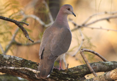 White-tipped Dove 