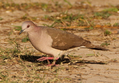 White-tipped Dove