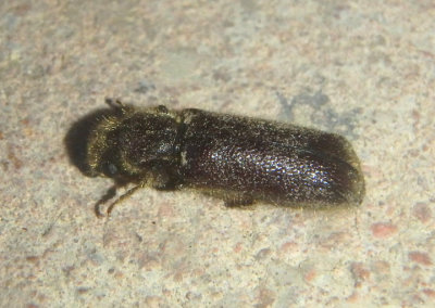Melalgus plicatus; Horned Powder-post Beetle species