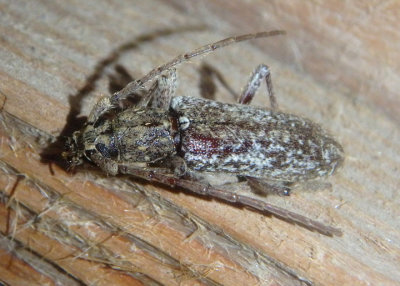 Anelaphus debilis; Long-horned Beetle species