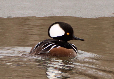 Hooded Merganser; male