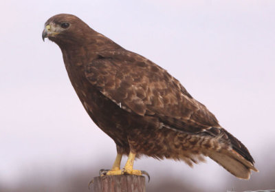 Red-tailed Hawk; dark morph