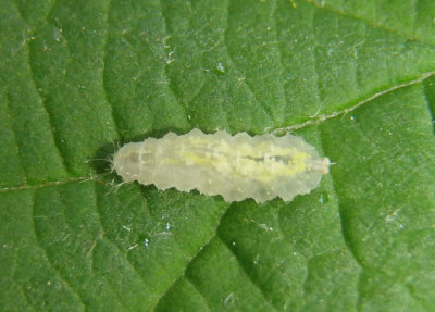 Epistrophe Syrphid Fly species larva