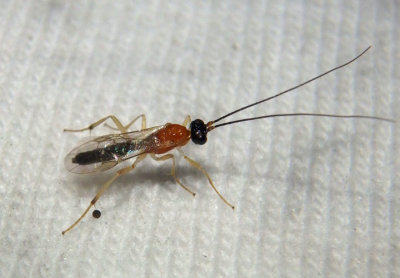 Charmon cruentatus; Braconid Wasp species; male