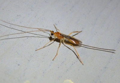 Macrocentrinae Braconid Wasp species; female