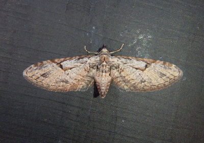 7500 - Eupithecia bolterii; Geometrid Moth species