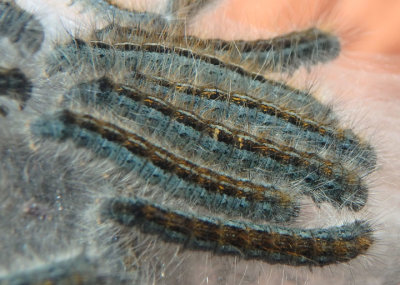 7702 - Malacosoma californica; Western Tent Caterpillars
