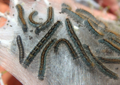 7702 - Malacosoma californica; Western Tent Caterpillars