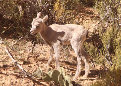 Bighorn Sheep; young