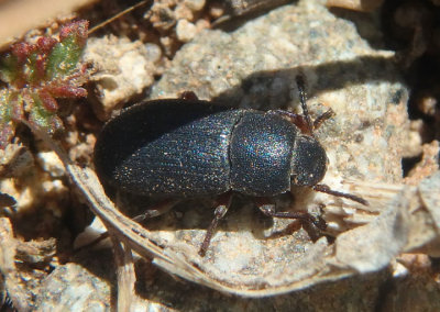 Blapstinus Darkling Beetle species