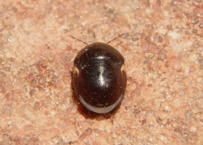 Cydnoides renormatus; Ebony Bug species