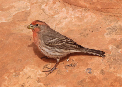 House Finch; male
