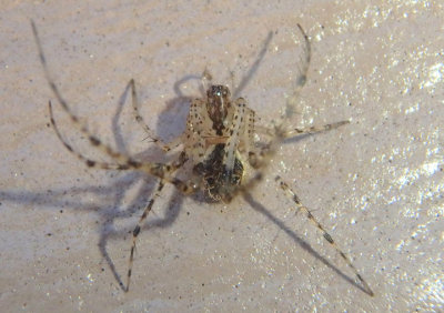Mimetus Pirate Spider species