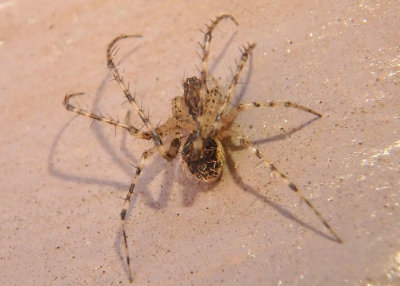 Mimetus Pirate Spider species 