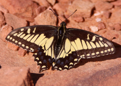 Papilio machaon bairdii; Baird's Old World Swallowtail