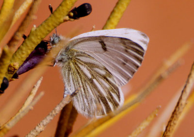 Pontia protodice; Checkered White; male