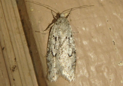0915 - Semioscopis megamicrella; Twirler Moth species