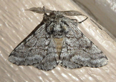 6651 - Lycia ursaria; Stout Spanworm Moth