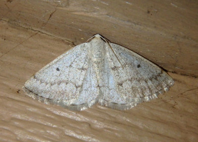 6668 - Lomographa glomeraria; Gray Spring Moth