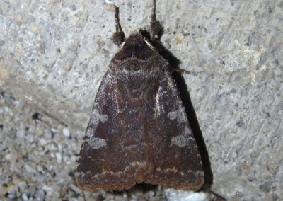 10994 - Cerastis tenebrifera; Reddish Speckled Dart