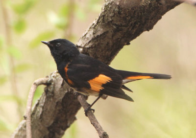 American Redstart; male