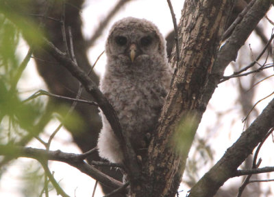 Barred Owl; juvenile