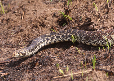 Bullsnake 