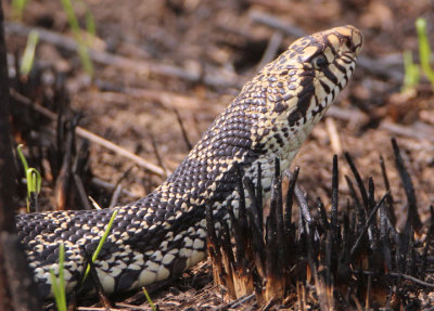 Bullsnake 