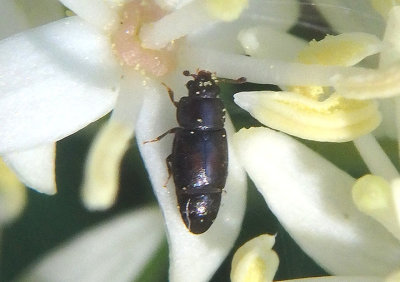 Carpophilus brachypterus; Sap-feeding Beetle species 