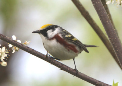 Chestnut-sided Warbler; male