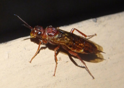 Macroxyela ferruginea; Xyelid Sawfly species 