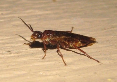 Macroxyela ferruginea; Xyelid Sawfly species