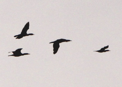 Neotropic Cormorant (on right) 