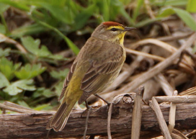 Palm Warbler