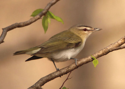 Red-eyed Vireo