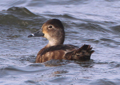 Ring-necked Duck; female