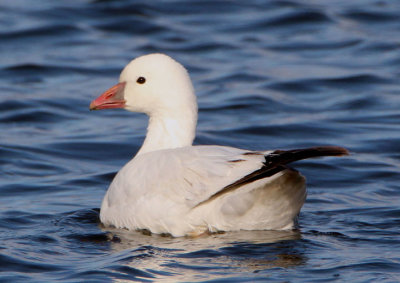 Ross's Goose