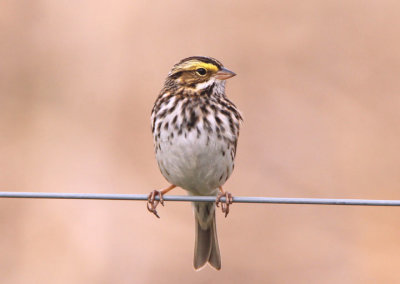 Savannah Sparrow 