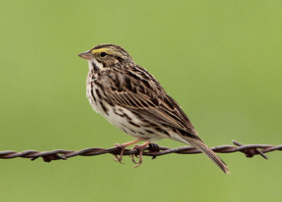 Savannah Sparrow