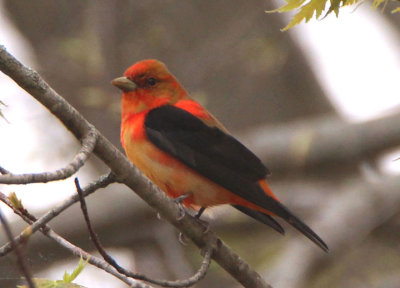 Scarlet Tanager; transitional male 