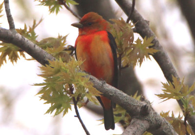 Scarlet Tanager; transitional male