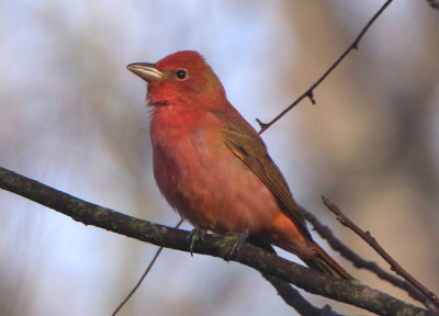 Summer Tanager; young male 